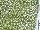 Mesoptychia gillmanii