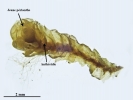 Mesoptychia gillmanii