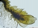 Mesoptychia gillmanii