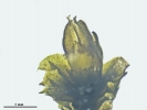 Mesoptychia gillmanii