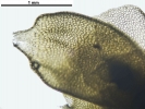 Mesoptychia gillmanii