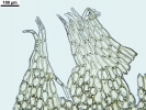 Mesoptychia gillmanii