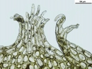 Mesoptychia gillmanii