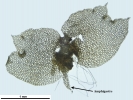 Mesoptychia gillmanii