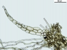 Mesoptychia gillmanii