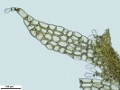 Mesoptychia gillmanii