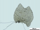 Mesoptychia gillmanii