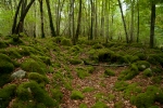 Serpoleskea confervoides