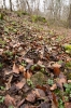 Serpoleskea confervoides