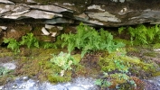 Serpoleskea confervoides