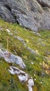 Paraleucobryum enerve