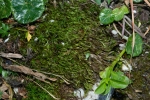Paraleucobryum enerve