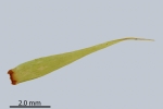 Paraleucobryum enerve