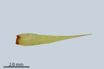 Paraleucobryum enerve