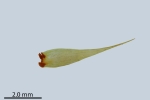Paraleucobryum enerve