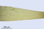 Paraleucobryum enerve