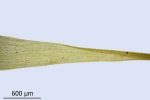 Paraleucobryum enerve