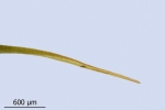 Paraleucobryum enerve