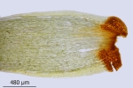 Paraleucobryum enerve