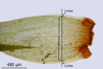 Paraleucobryum enerve