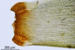 Paraleucobryum enerve