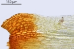 Paraleucobryum enerve