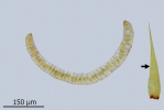 Paraleucobryum enerve