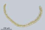 Paraleucobryum enerve