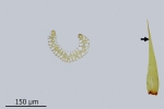 Paraleucobryum enerve