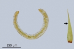 Paraleucobryum enerve