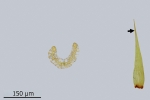 Paraleucobryum enerve