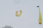 Paraleucobryum enerve