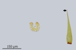 Paraleucobryum enerve