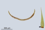 Paraleucobryum enerve