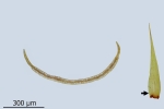 Paraleucobryum enerve