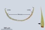 Paraleucobryum enerve