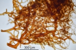 Paraleucobryum enerve