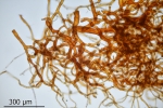 Paraleucobryum enerve
