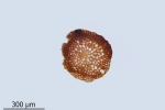 Paraleucobryum enerve