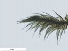 Hypnum resupinatum