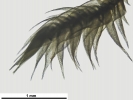 Hypnum resupinatum