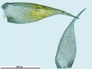 Hypnum resupinatum