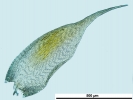 Hypnum resupinatum