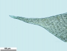 Hypnum resupinatum