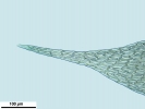 Hypnum resupinatum