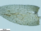 Hypnum resupinatum