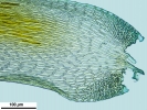 Hypnum resupinatum