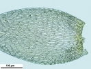 Hypnum resupinatum