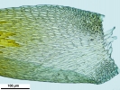 Hypnum resupinatum
