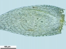 Hypnum resupinatum
